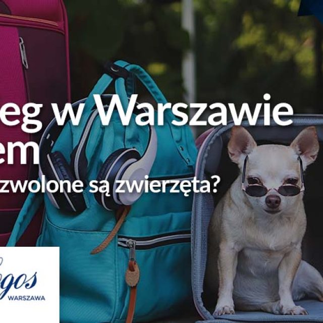 Nocleg w Warszawie z psem – gdzie dozwolone są zwierzęta?